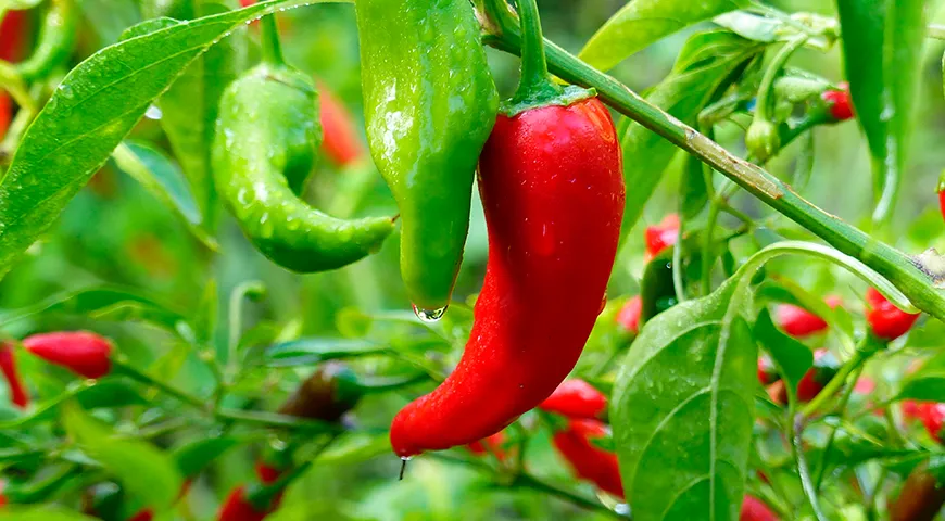 Перец рамиро — ценный диетический продукт благодаря высокому содержанию витамина C, бета-каротина и клетчатки при низкой калорийности