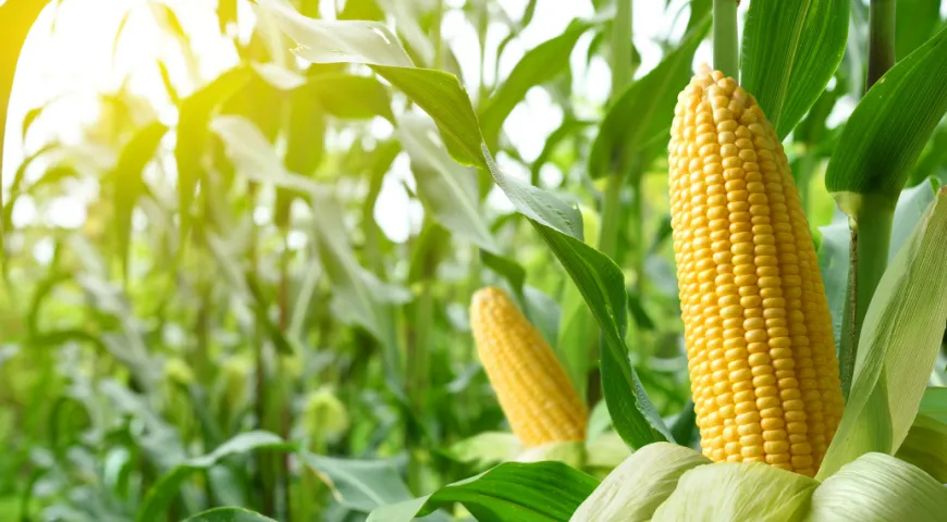 Кукуруза – источник феруловой и фолиевой кислот