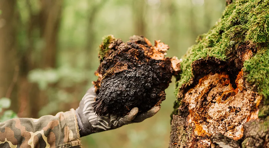 В естественной среде гриб чага выглядит как темный, почти черный нарост на стволе березы