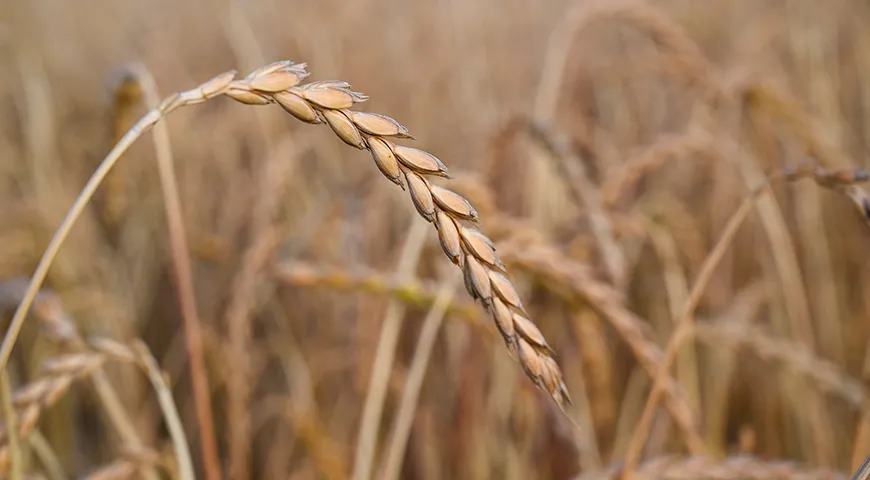 Полба, она же эммер, или двузернянка (Triticum dicoccum) — это однолетнее травянистое растение с ломким колосом семейства злаки, вид пшеницы