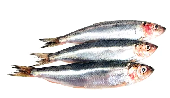 балтийская сельдь