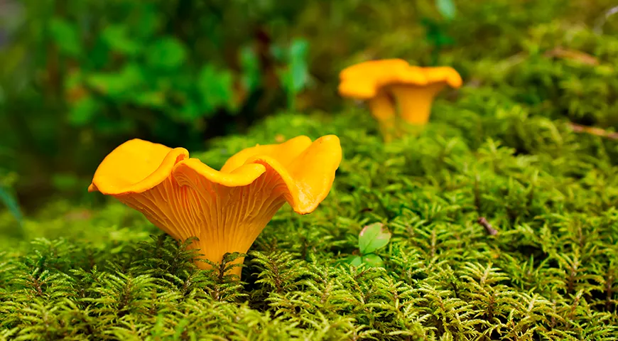 Таёжные лисички обладают особенным, ни с чем не сравнимым ароматом