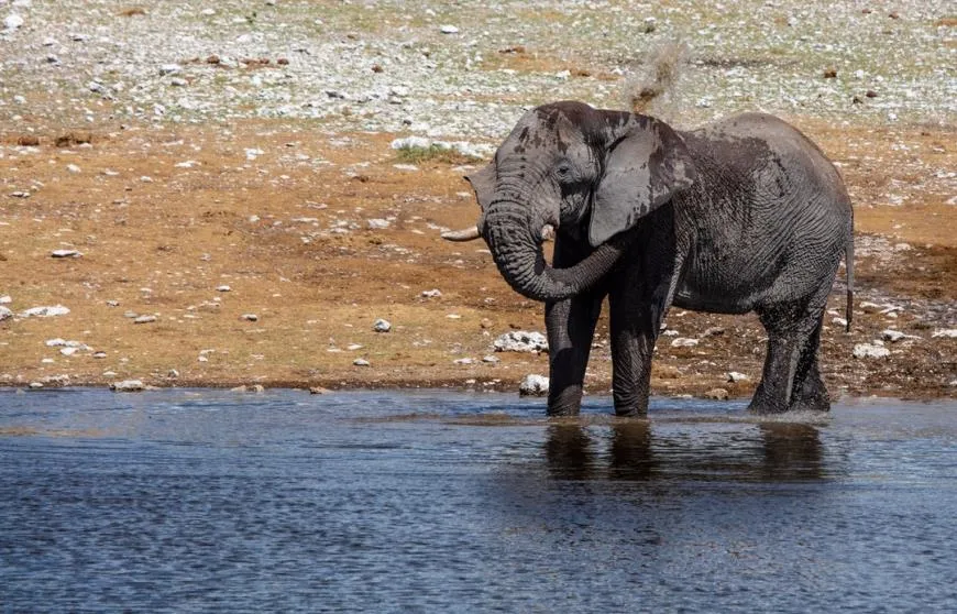 Национальный парк Etosha, в честь которого названо намибийское вино Erongo Etosha Blend