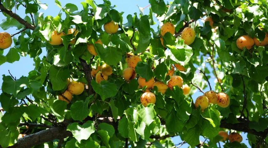 Сезон жерделы длится с конца июня до середины августа в зависимости от региона