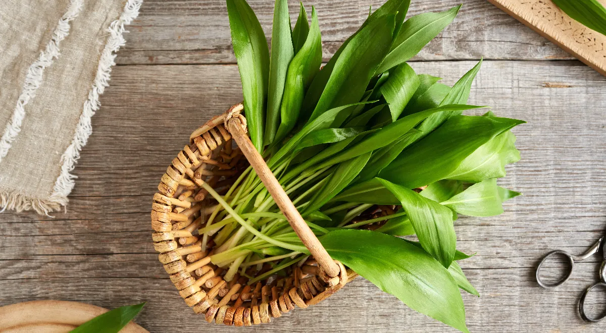 Дикая черемша: сезон сбора по регионам России, правила и штрафы в 2026 году