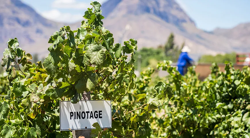 Вино пинотаж вывели в 1925 году, скрестив «пино нуар» и «сенсо»