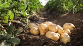 «Магнит» расширит площади посева под новый сорт российского картофеля