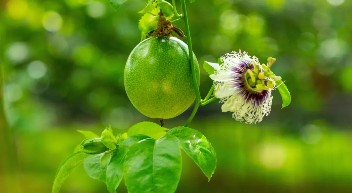 Неспелый зеленый плод маракуйи и цветы маракуйи в летнем саду