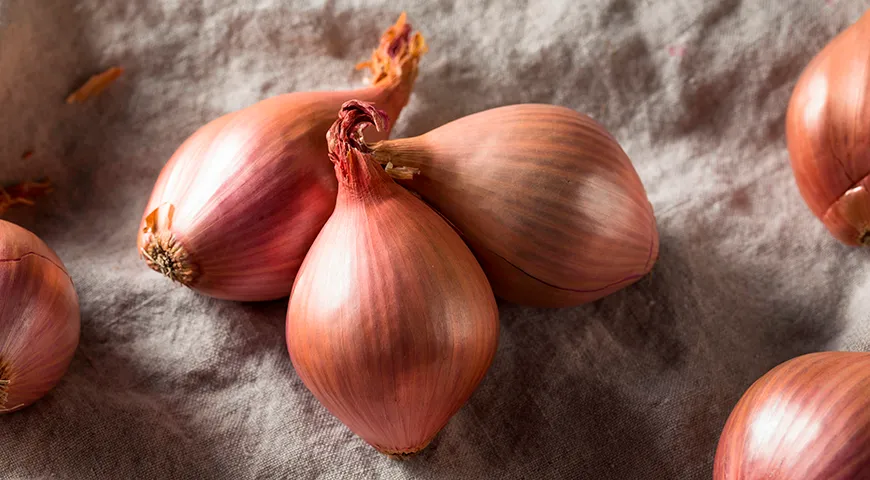 Спелый шалот — плотный, шелуха отходит легко, но не осыпается сама