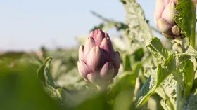 Экзотика на участке: садоводы поделились, как самостоятельно вырастить артишок