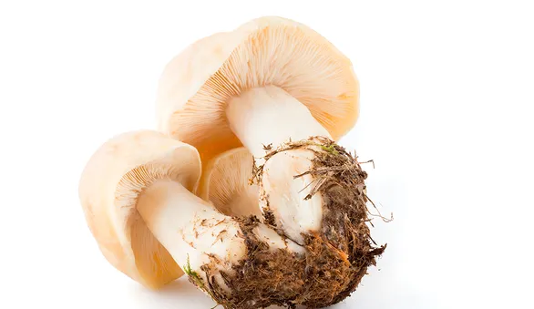 рядовка майская