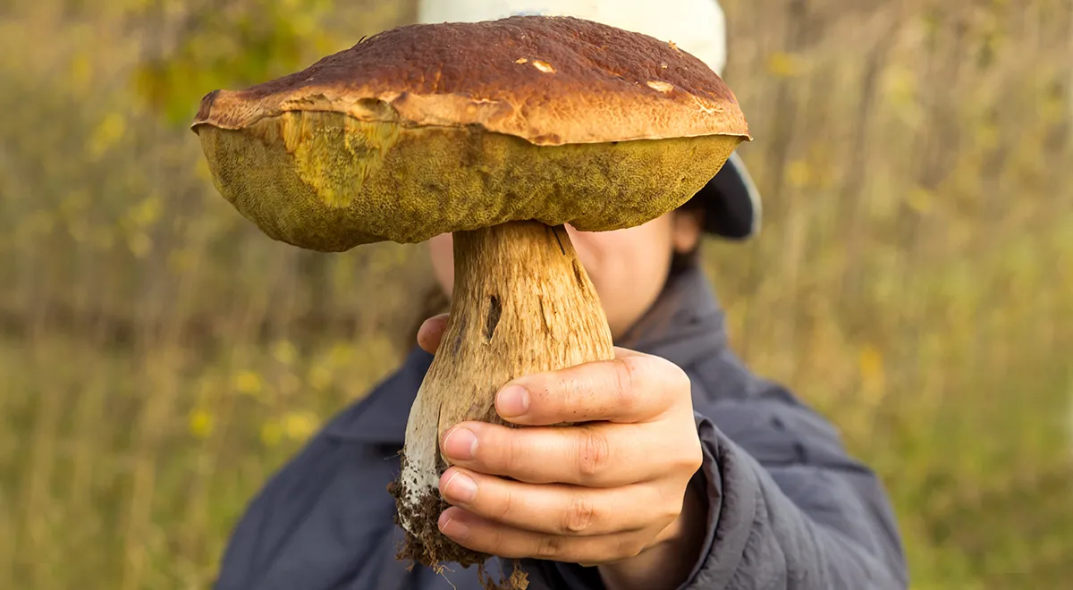 Загрязнённые» и городские грибы, где живут самые грязные и как очистить их  от токсинов — читать на Gastronom.ru