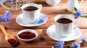 Польза и вред цикория для здоровья