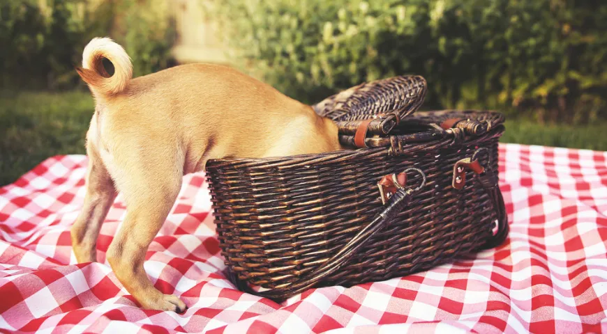 Собака на пикнике