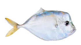 Вомер: описание продукта