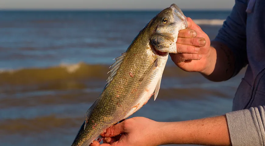 Сибас (Dicentrarchus labrax) обитает в прохладных соленых и слегка солоноватых водах Атлантического океана, а также в Средиземном и Черном морях