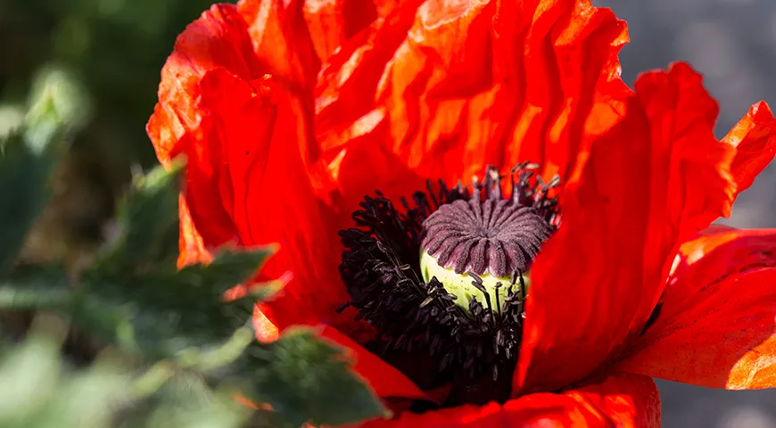 Урожай мака собирают с августа по октябрь в зависимости от широты