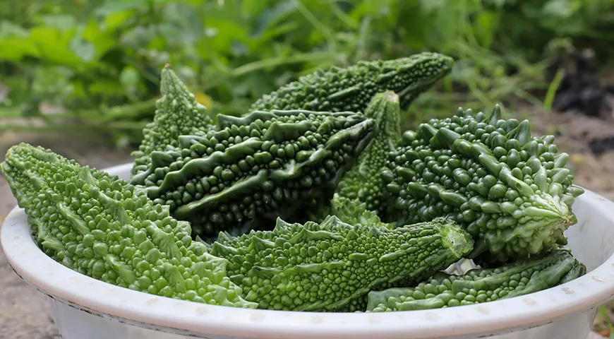Момордика (горькая дыня) — низкокалорийный продукт (17–20 ккал/100 г), богатый витамином C (84% дневной нормы)