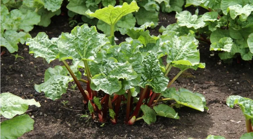 Ревень: полезные свойства и применение в кулинарии