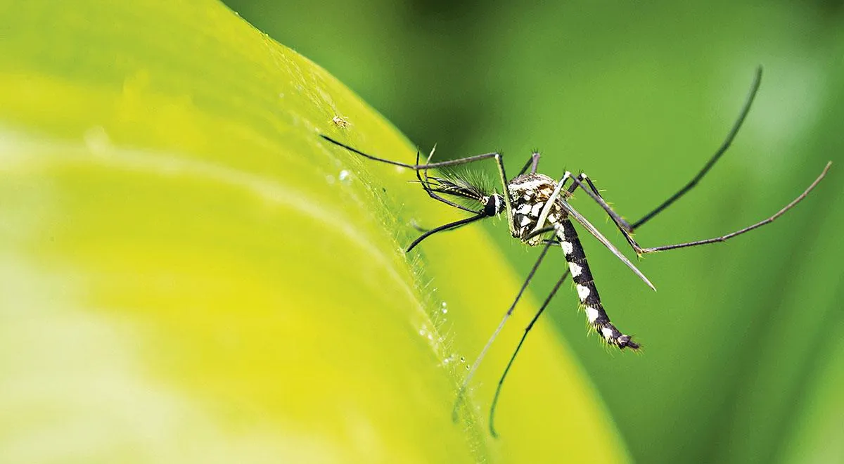 Защита от комаров