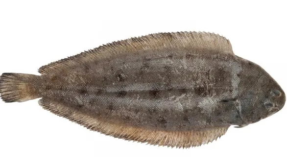 Язык морской