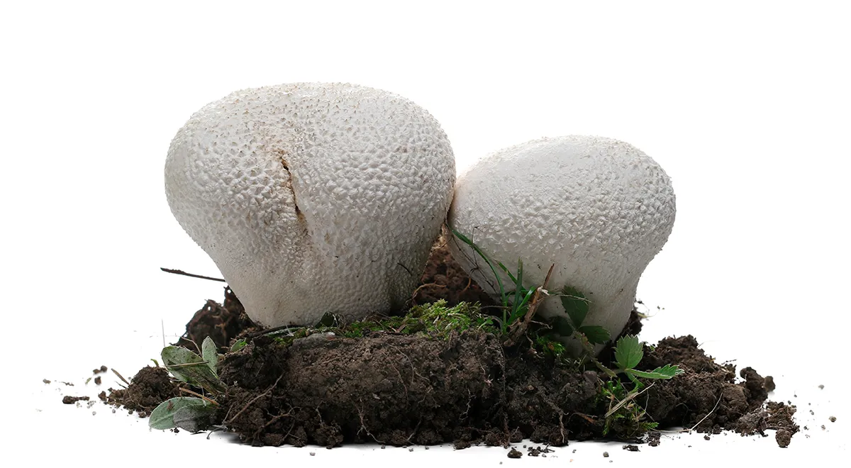 Гриб дождевик