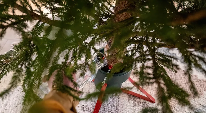 Чтобы новогодняя елка простояла дольше, регулярно подливайте воду в подставку