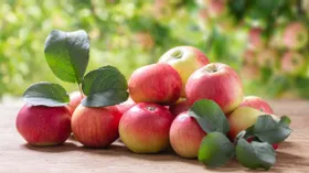 Польза и вред яблок: как правильно выбрать и сколько можно съесть