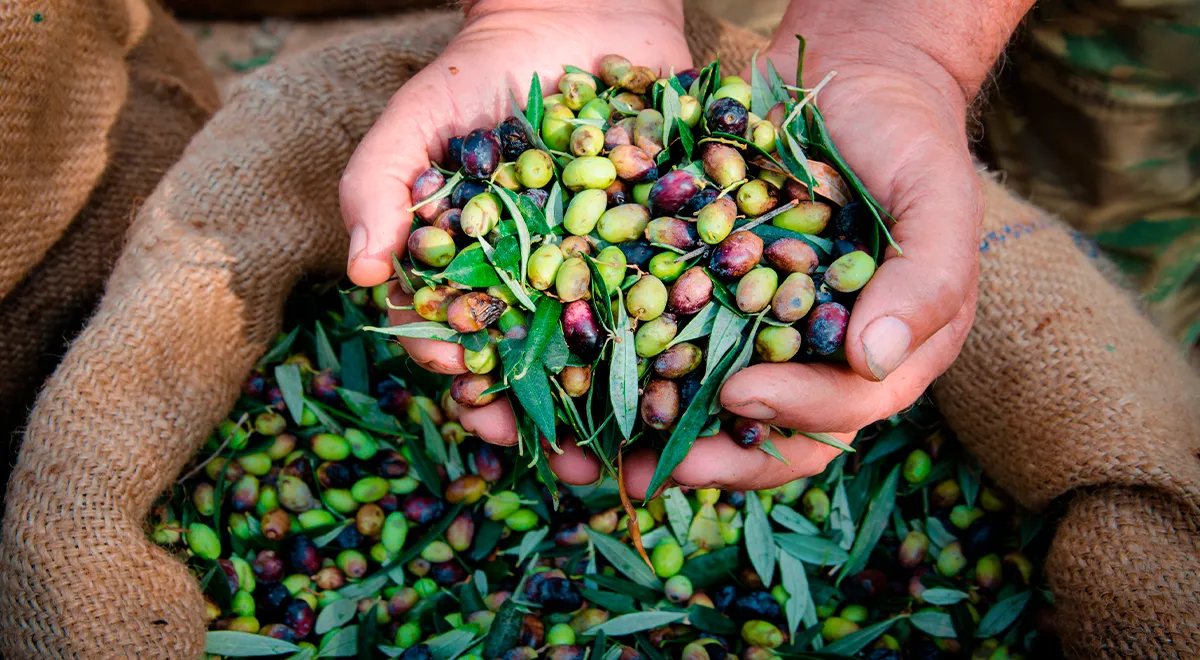 Оливковое масло: польза и применение