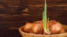 Кулинарам ответили, можно ли есть проросший лук