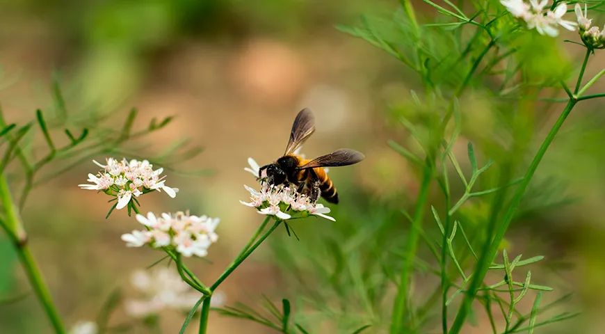 Сырье для кориандрового меда — нектар соцветий кориандра