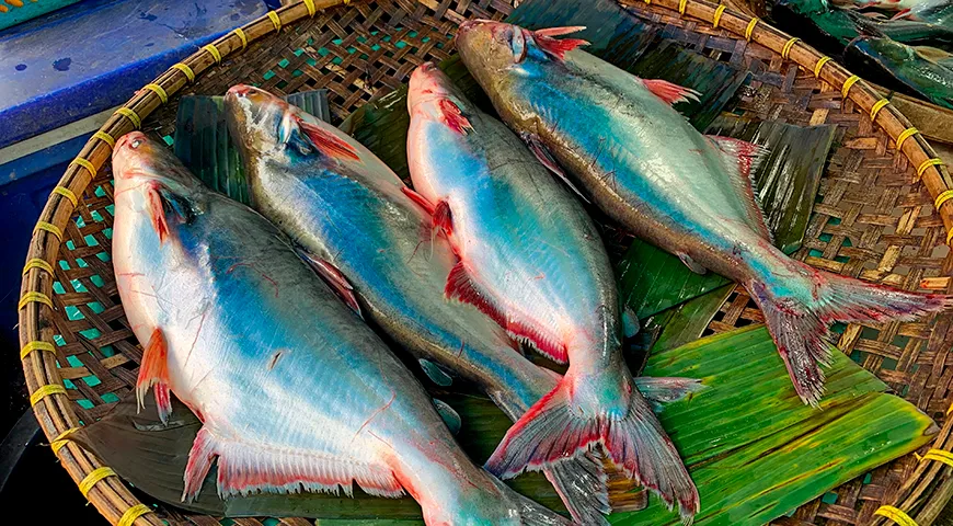 Pangasius bocourti (баса, бокурти) — крупный вид пангасиуса с плотной, жирной мякотью