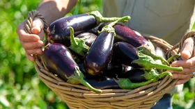 Правда ли, что баклажаны содержат яд — ответила нутрициолог