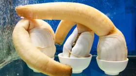 Самые безумная еда на свете: чтобы попробовать эти блюда — нужна смелость