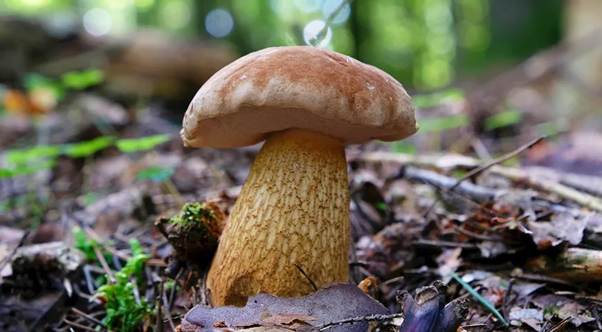 Тилопилус горький (Tylopilus felleus), также известный как горчак или ложный белый гриб