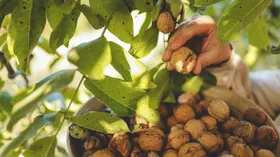 Грецкий орех оказался не таким уж безобидным: в нем нашли ядовитое вещество