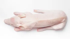 Молочный поросенок