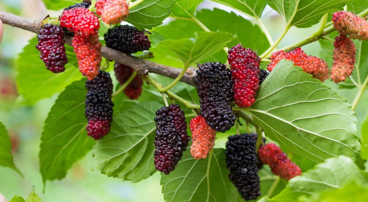 Шелковица - описание продукта, как выбирать, как готовить, читайте на ...