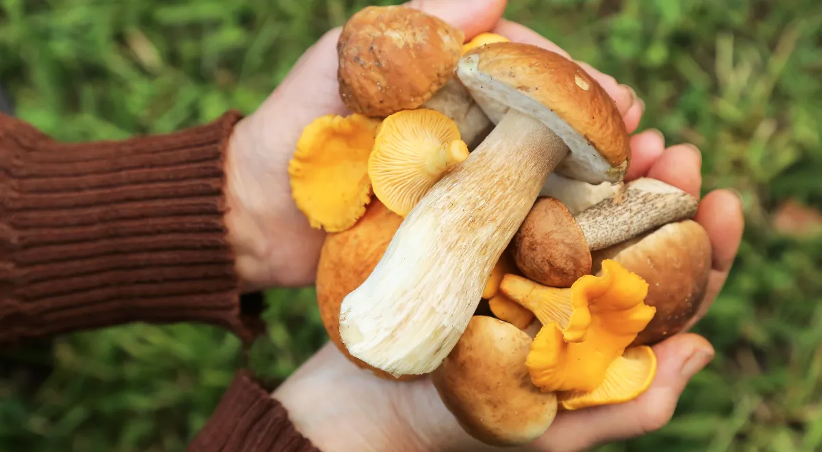 Стало известно, почему детям до 14 лет лучше не давать грибы