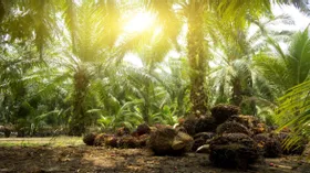 В мире уменьшаются поставки пальмового масла