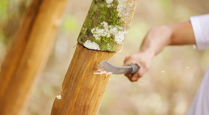 Кассию получают из коры 5-7-летних деревьев, которую снимают в сезон дождей