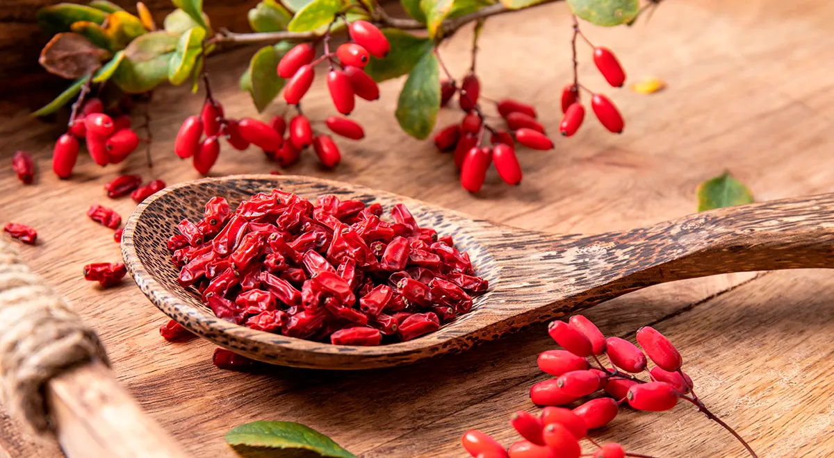 Барбарис: польза и вред для организма — читать на Gastronom.ru