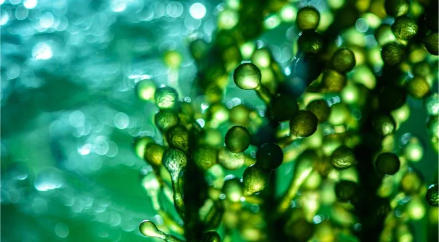 масло из водорослей — новый тренд в гастрономии
