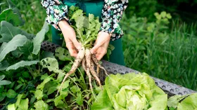 Когда выкапывать хрен и как его хранить: ответили эксперты