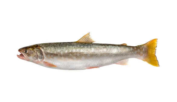Кунджа
