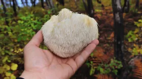 Чем полезен нашумевший гриб ежовик, и правда ли это суперфуд