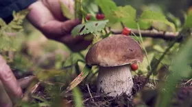 Сбор грибов 2022, срезать или выкручивать, грибные места и прочие советы миколога 