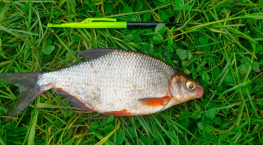 Самая крупная густера в истории, по слухам, весила почти 1,3 килограммов