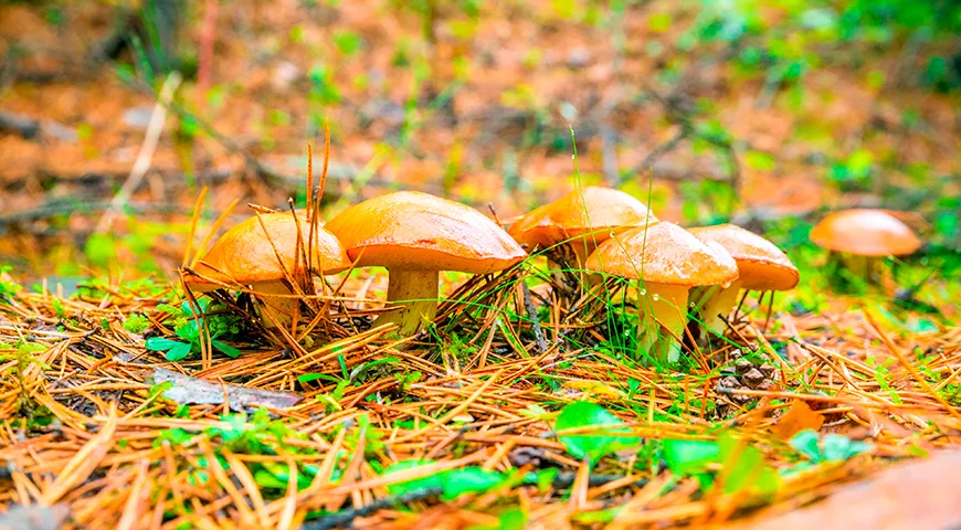 Собирать маслята можно с конца лета, пик сбора приходится на сентябрь