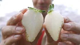 Аромат первой любви. Японцы вырастили клубнику-альбинос